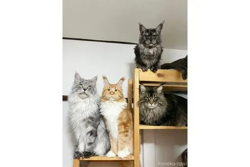 練馬 猫 ブリーダー探しのあなたへ：安全な保護猫カフェで最高の出会い